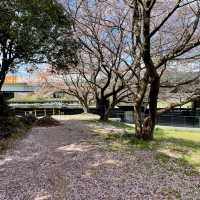 桜と菜の花のコラボが絶景