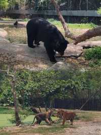 🌴曼谷野生動物園：生生不息的的大草原