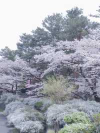 【東京のお花見スポットの定番】春の小花×桜が美しい昭和記念公園
