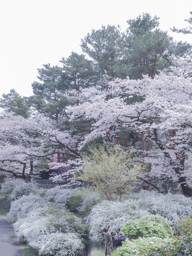 【東京のお花見スポットの定番】春の小花×桜が美しい昭和記念公園