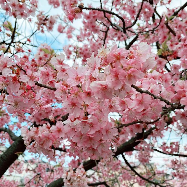 京都　淀水路の河津桜