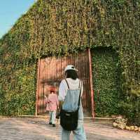 อัพเดตล่าสุด ดอกเหลืองชัชวาลย์🌼 คาเฟ่เขาใหญ่