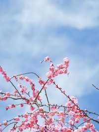  【三重】一度は見たい春の絶景！展望台から見渡せる梅🌸 