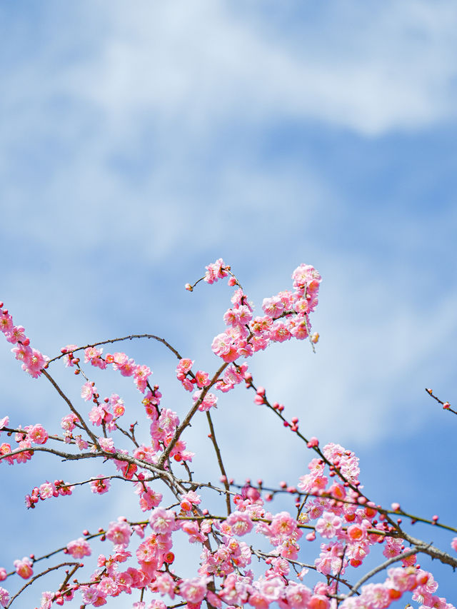  【三重】一度は見たい春の絶景！展望台から見渡せる梅🌸 