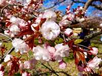 Cherry Blossoms Garden 