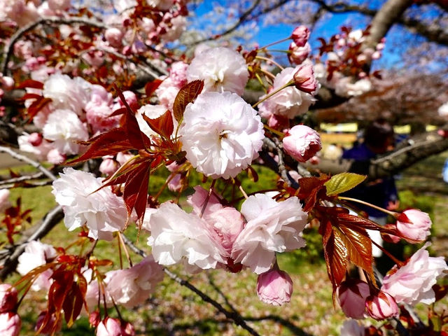 Cherry Blossoms Garden 