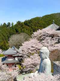 【奈良】桜大仏は必見！