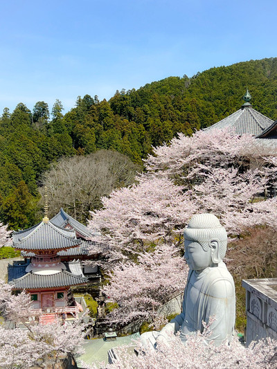 奈良】桜大仏は必見！ | Trip.com 高市郡