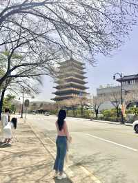 벚꽃피는 계절에 방문하기 좋은 경주 황룡원