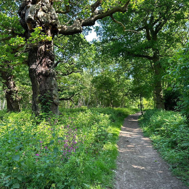 Former royal hunting ground 