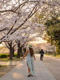 Sakura in Osaka - Nara