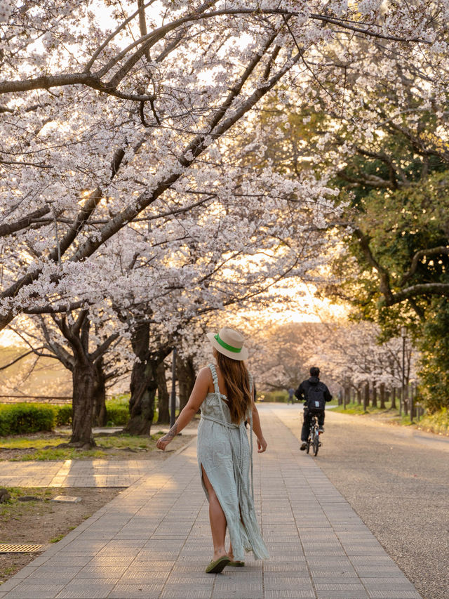 Sakura in Osaka - Nara