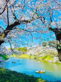 【東京・千鳥ヶ淵】王道!!大人気桜スポット