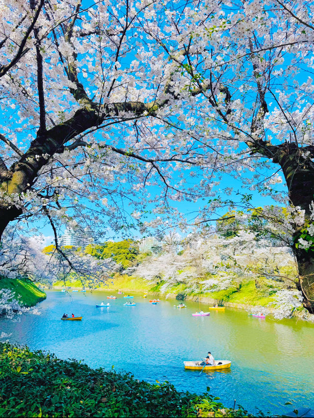 【東京・千鳥ヶ淵】王道!!大人気桜スポット