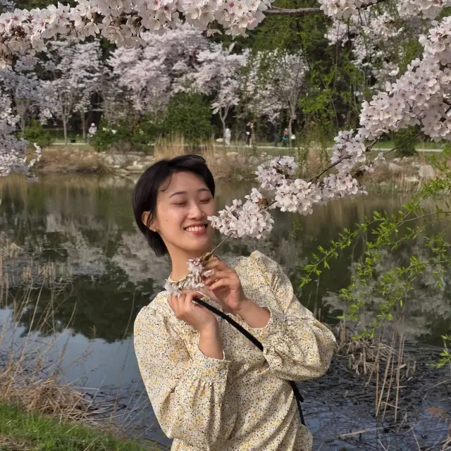 강릉 아르떼뮤지엄 앞 벚꽃길🌸