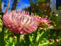  A must-visit for flower enthusiasts. 