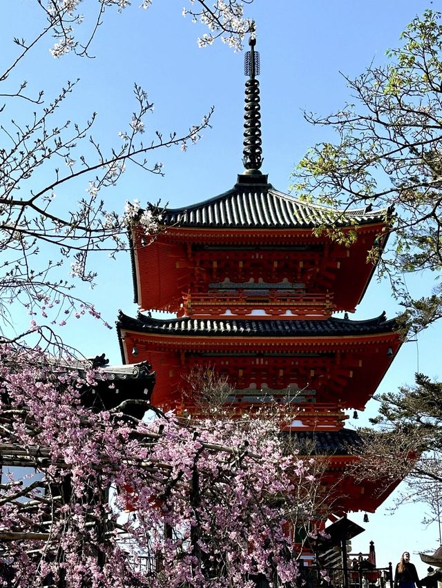 【京都桜を愛でる旅】早咲きの桜を求めて・・