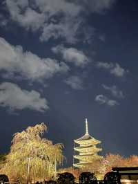 東寺　紅葉のライトアップ！