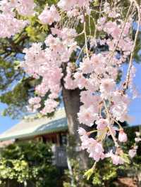 【伊勢原大神宮/神奈川県】桜咲き乱れる旧伊勢原村の鎮守
