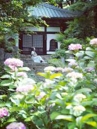 【山口】紫陽花寺の別名を持つお寺