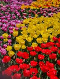🌷지금가면 봄여행으로 찰떡인 "에버랜드 튤립축제"🌷