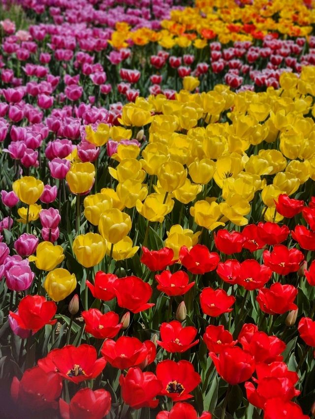 🌷지금가면 봄여행으로 찰떡인 "에버랜드 튤립축제"🌷