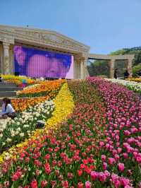 🌷지금가면 봄여행으로 찰떡인 "에버랜드 튤립축제"🌷