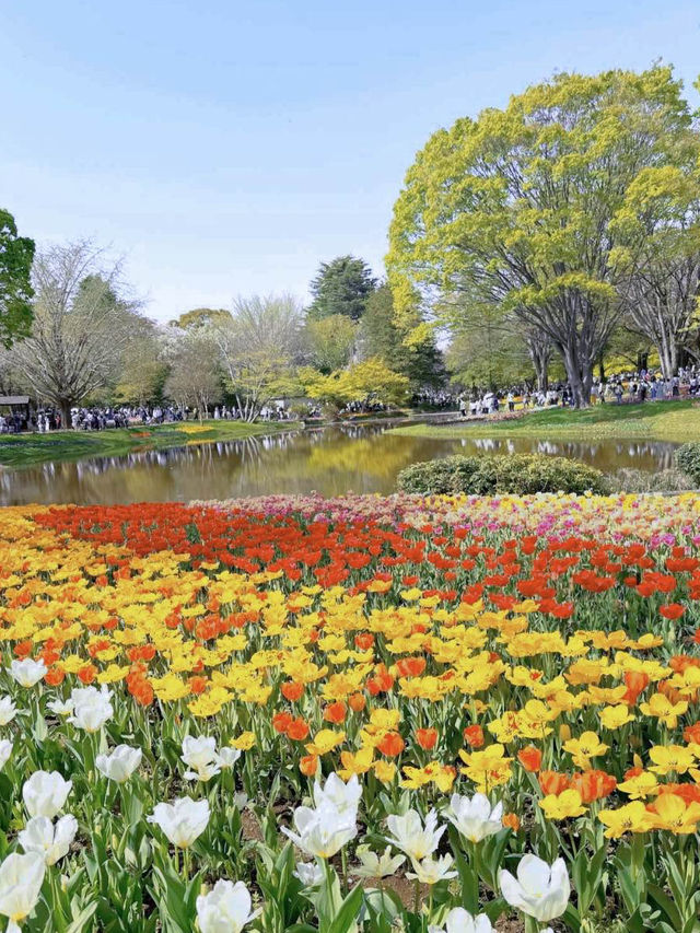 25万球の圧巻の景色！昭和記念公園のチューリップ
