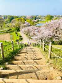 【丸墓山古墳/埼玉県】桜の名所・さきたま古墳公園