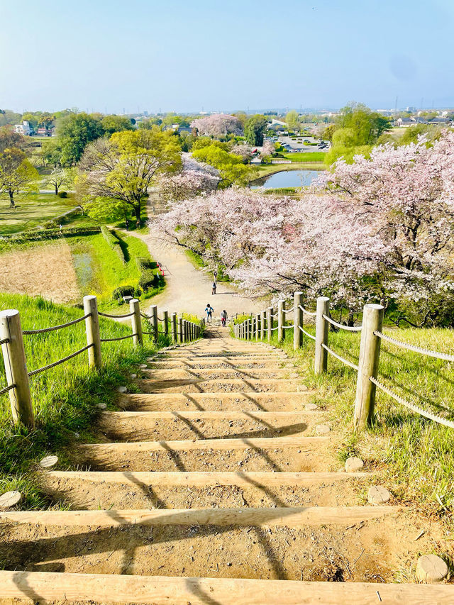 【丸墓山古墳/埼玉県】桜の名所・さきたま古墳公園