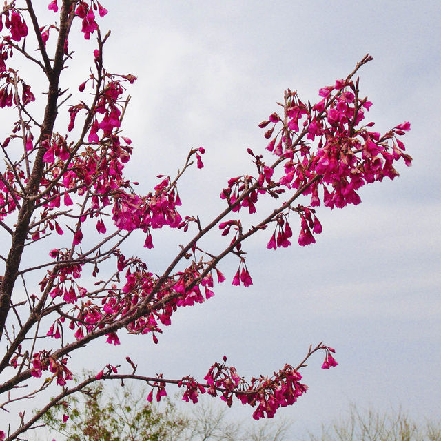 Cherry trees blanketing the area 🌸🇹🇼🌸