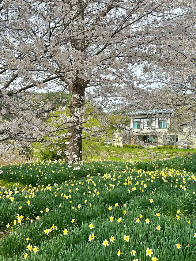 벚꽃과 수선화를 볼 수 있는 거북이마을 🌸🌼