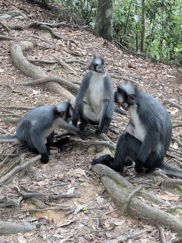 Bukit Lawang Ecotourism