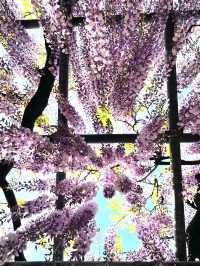 【箭弓稲荷神社/埼玉県】格式ある神社のぼたん園