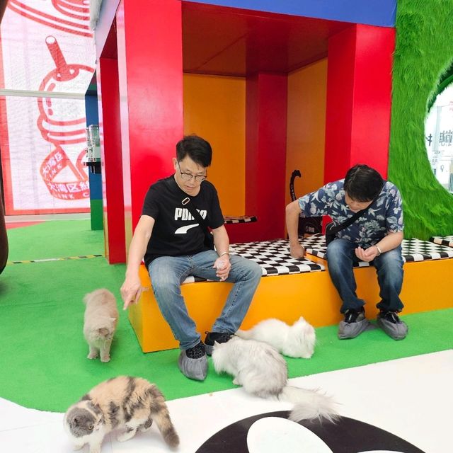 貓癡必去超能貓空間🐱🐈🐈‍⬛