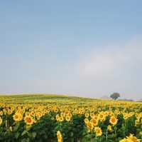 ทุ่งทานตะวันกว่า 100 ไร่สวนดอกไม้ที่ไทยก็สวยนะ