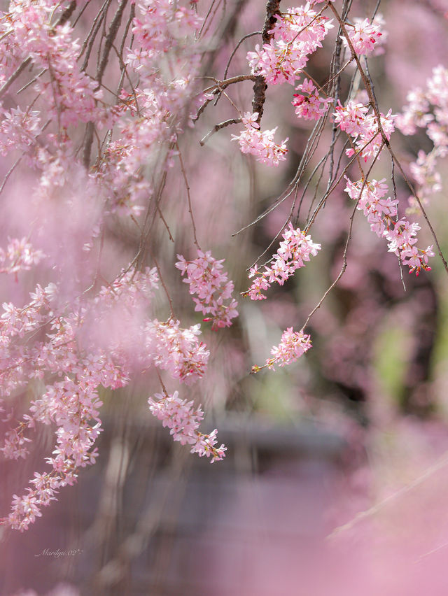 【栃木】圧巻の枝垂れ桜