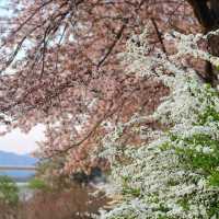 봄바람 가득, 춘천 공지천에서 만나는 4월의 마법 🌸🍃