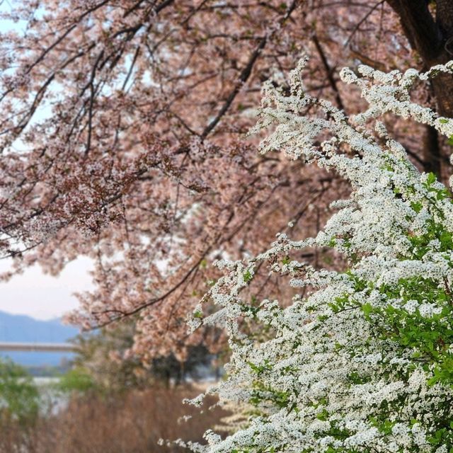 봄바람 가득, 춘천 공지천에서 만나는 4월의 마법 🌸🍃