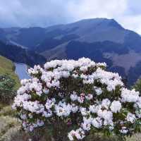 佘山國家森林公園：青翠山水畫捲