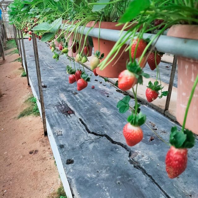Big Red Strawberry Farm