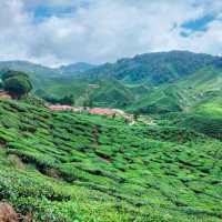 Best Tea Plantation In Cameron Highlands