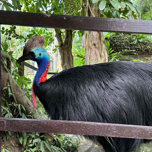 新加坡飛禽公園：奇幻鳥語仙境，無限魅力