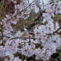 Cherry Blossom at Alishan Taiwan