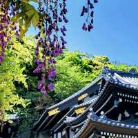 日本古都鎌倉