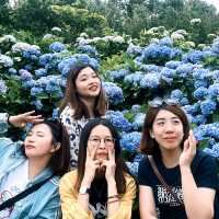 新北萬里｜2024年 5月花季開始➿高家繡球花第三園區