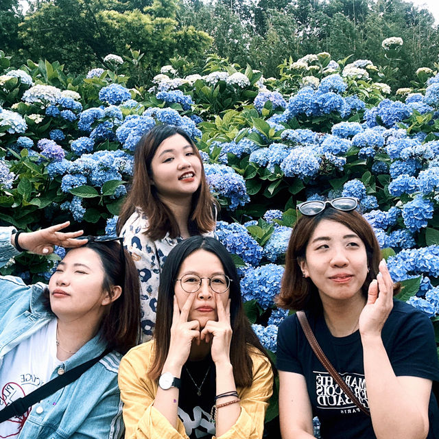 新北萬里｜2024年 5月花季開始➿高家繡球花第三園區