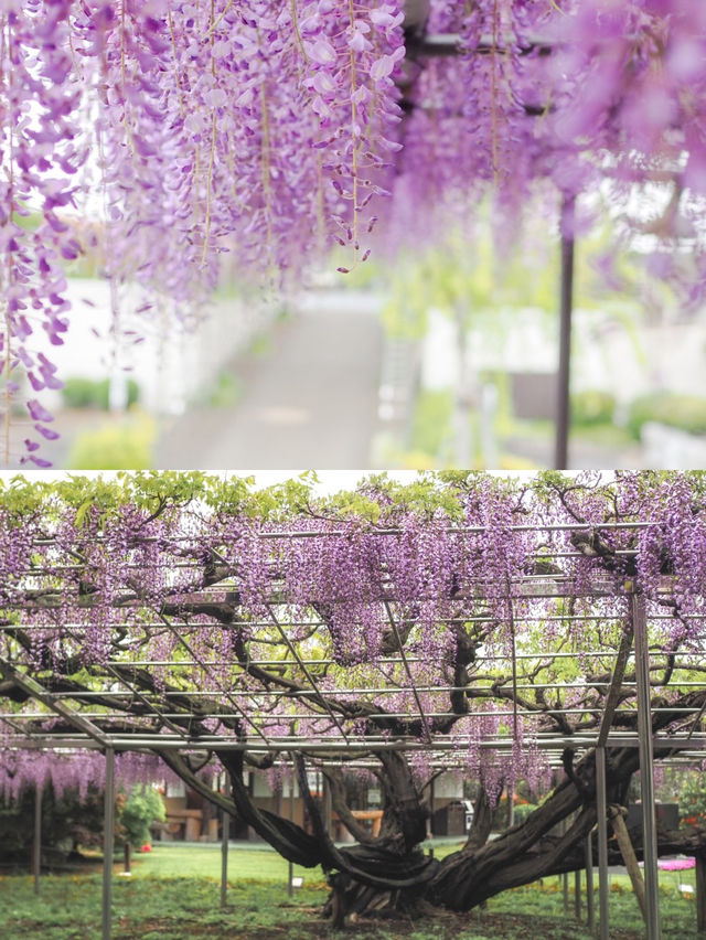 【大宮】ランタンの回廊がかわいい🏮青葉園
