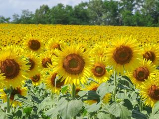 Hokuryu Town's Sunflower Village with 2 Million Sunflowers