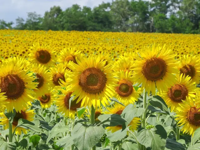 Hokuryu Town's Sunflower Village with 2 Million Sunflowers